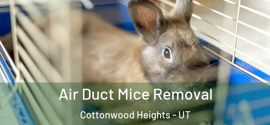 Air Duct Mice Removal Cottonwood Heights - UT